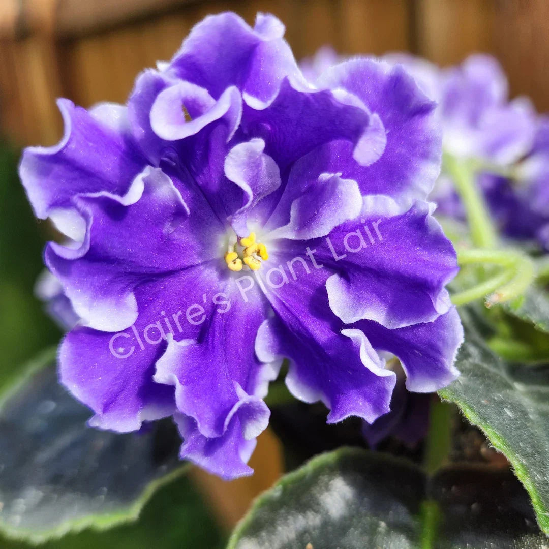 African Violet Leaf - Lightspeed Variety - Saintpaulia ionantha - Indoor Houseplant Propagation Leaf