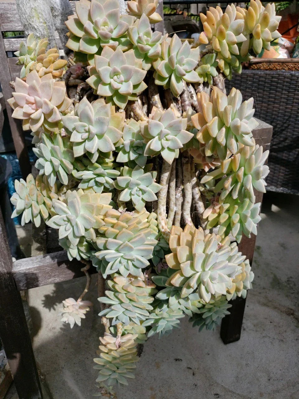 Hanging Succulent Cuttings - 5 Pack Assorted Varieties Rootless for DIY Planters & Decor