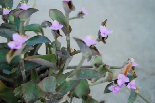 Wandering Jew Plant Set - Blue Queen & Purple Heart - Tradescantia Setcreasea Pallida Indoor Houseplants Collection