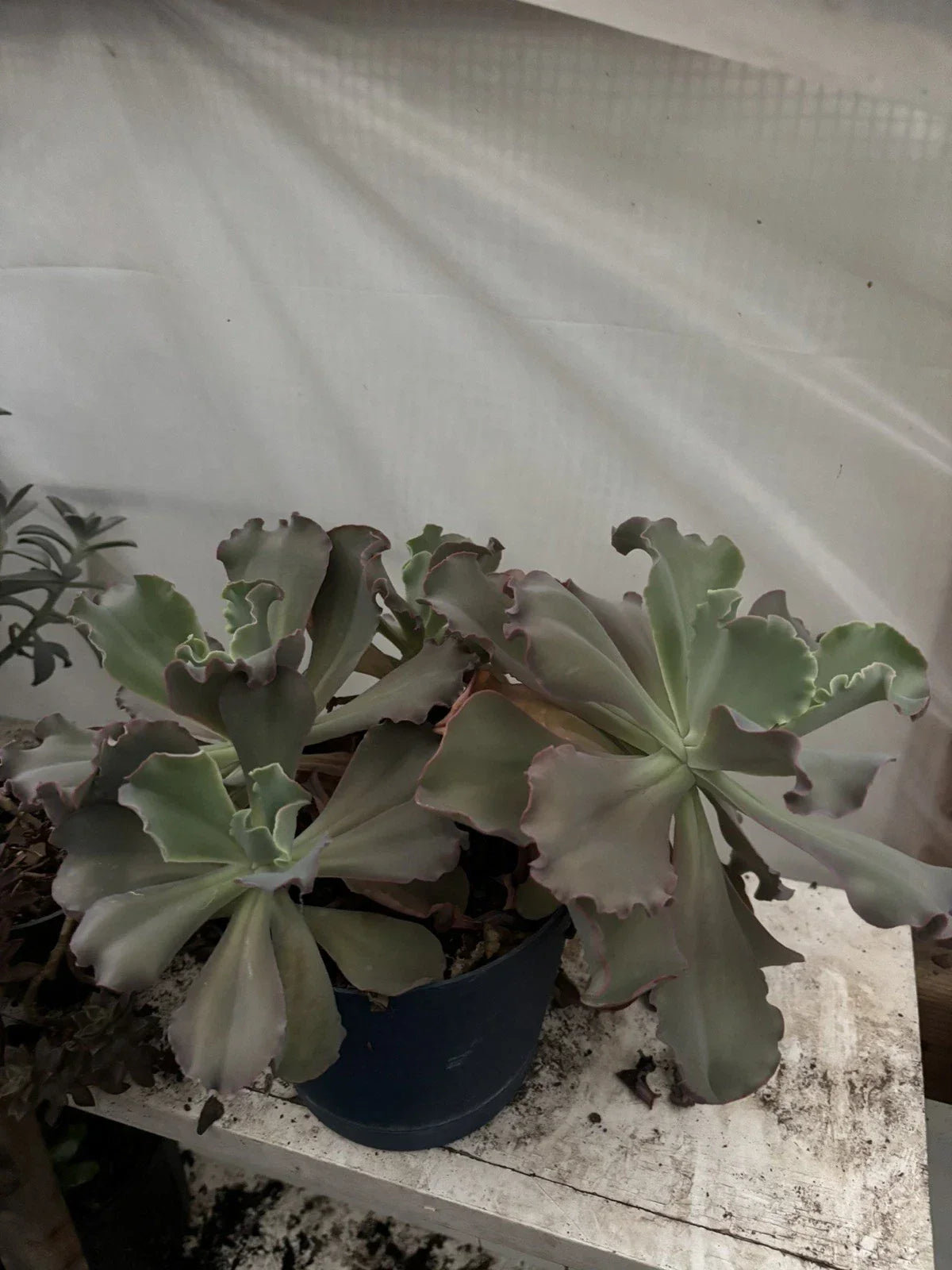 Live Succulent Plant Cuttings - Assorted Varieties for Indoor Decor & Arrangements - Easy to Propagate