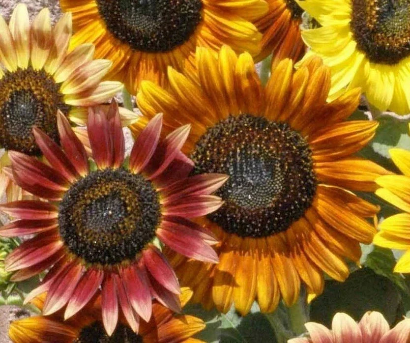 Sunflower Seeds 50+ Autumn Beauty Mix Helianthus annuus Attracts Bees & Birds, Tall Annual Garden Seeds
