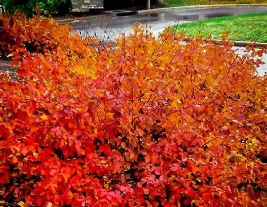 Konza Fragrant Sumac Seeds - 20 Pack, Aromatic Shrub, Rhus aromatica 'Konza', Native North American Deciduous Bush