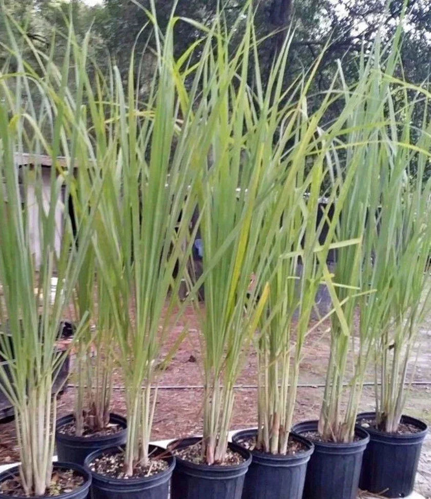 Lemon Grass Seeds - 200+ Non-GMO Cymbopogon citratus Seeds - Buy 2 Get 1 Free