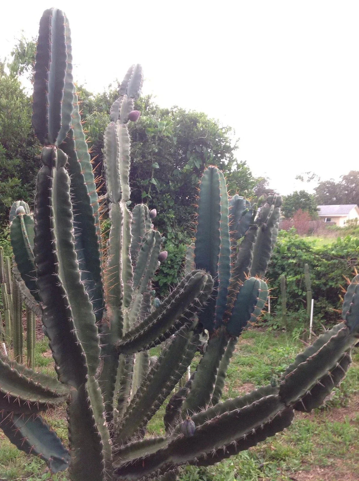 Cereus Peruvianus Repandus Seeds - 20 Peruvian Apple Cactus Seeds for Indoor & Outdoor Gardening