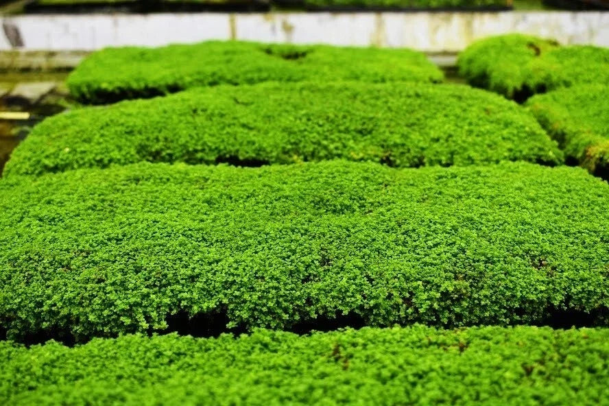 Dwarf Baby Tears Aquarium Plant Mats 1 Portion Micranthemum umbrosum Carpet-Forming Green Aquascape