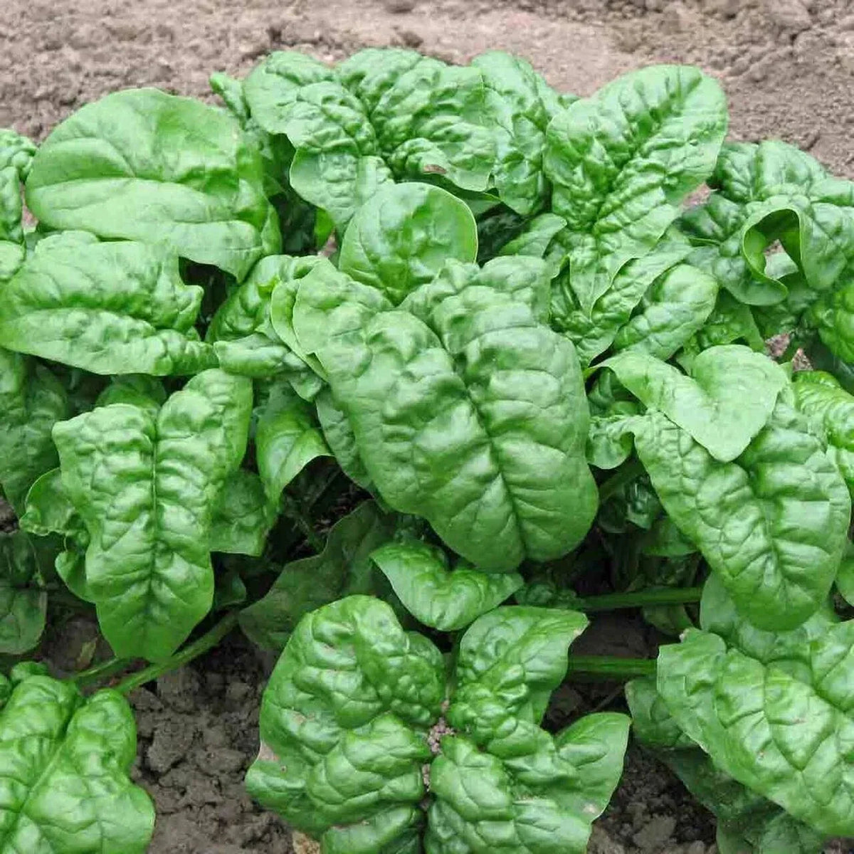 Giant Noble Spinach Seeds - Non-GMO Heirloom Bulk Pack - Spinacia oleracea, Leafy Greens for Organic Gardening