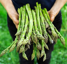 Asparagus Seeds 100+ Pack - Mary Washington Variety - Non-GMO Heirloom Organic - Fresh Seed for Home Gardening