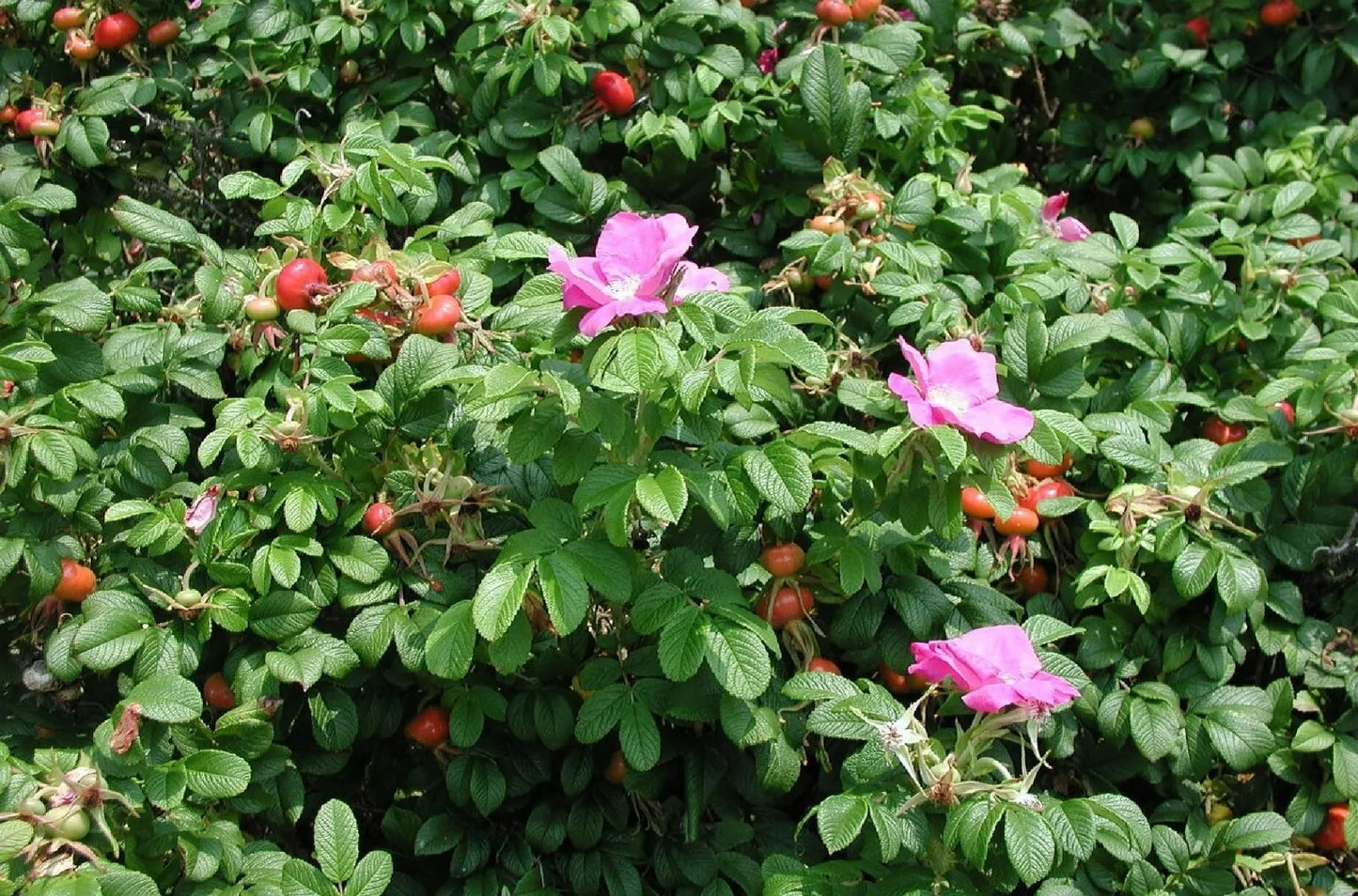 Seaside Pink Rose Seeds – Rosa Rugosa Fruit Shrub with Pink Blooms – Coastal Garden Plant, 30+ Seeds