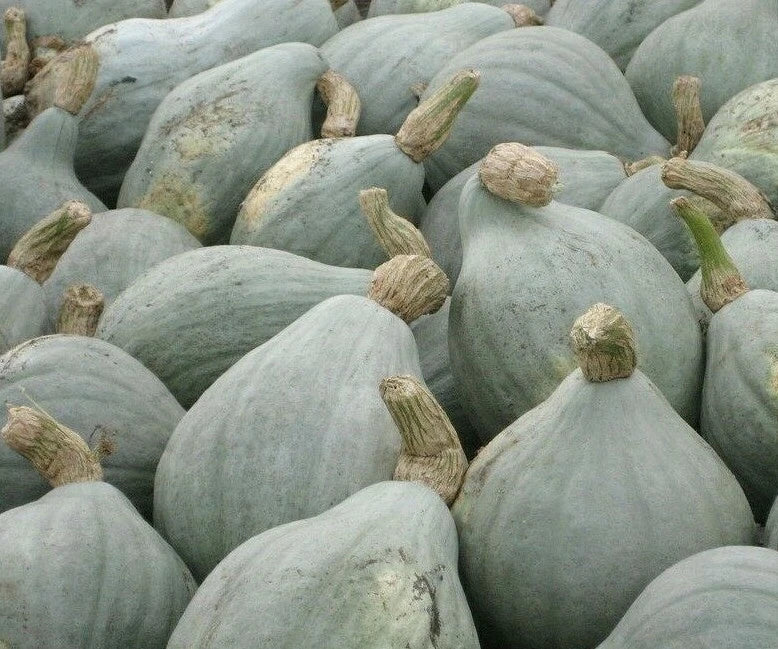 Blue Hubbard Winter Squash Seeds - Heirloom Cucurbita maxima Vining Seeds - 10+ Pack