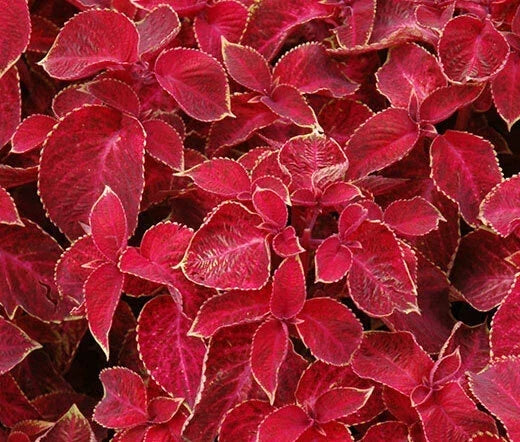 Coleus Seeds - Wizard Velvet Red - Vibrant Foliage - Solenostemon scutellarioides - Pack of 40