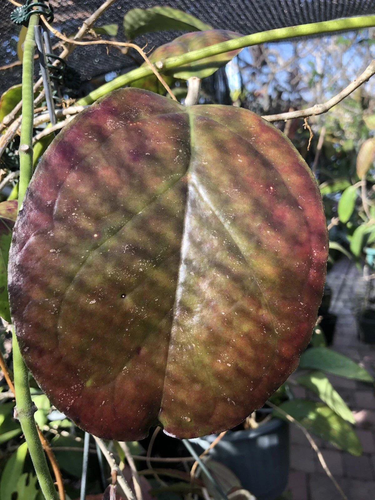 Hoya AH Gold Rooted Plant – Vibrant Gold & Red Foliage – Hoya carnosa 'AH Gold' Indoor or Outdoor Plant