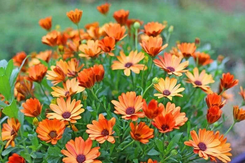African Daisy Seeds - 200+ Pack Arctotis - USA Grown Garden Flowers