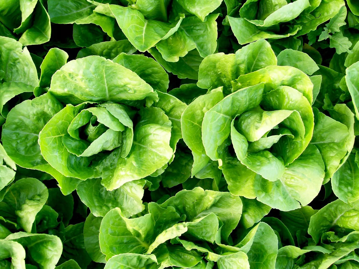 Parris Island Cos Romaine Lettuce Seeds – Non-GMO Vegetable Seeds for Home Gardening, Organic Growing, 600+ Seeds