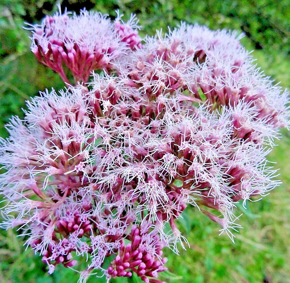 Holy Rope Seeds 100 for Hemp Agrimony Perennial Flower Eupatorium cannabinum Native Wildflower Seeds