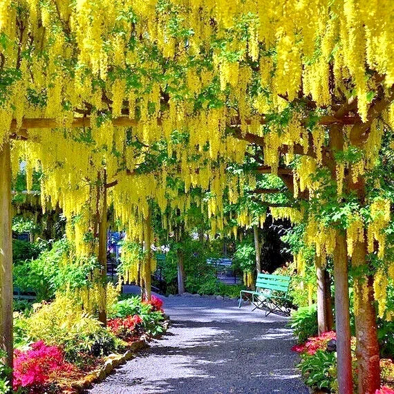 Golden Chain Tree Seeds - Laburnum anagyroides - Wisteria-Like Yellow Flowers - Ornamental Garden Seeds
