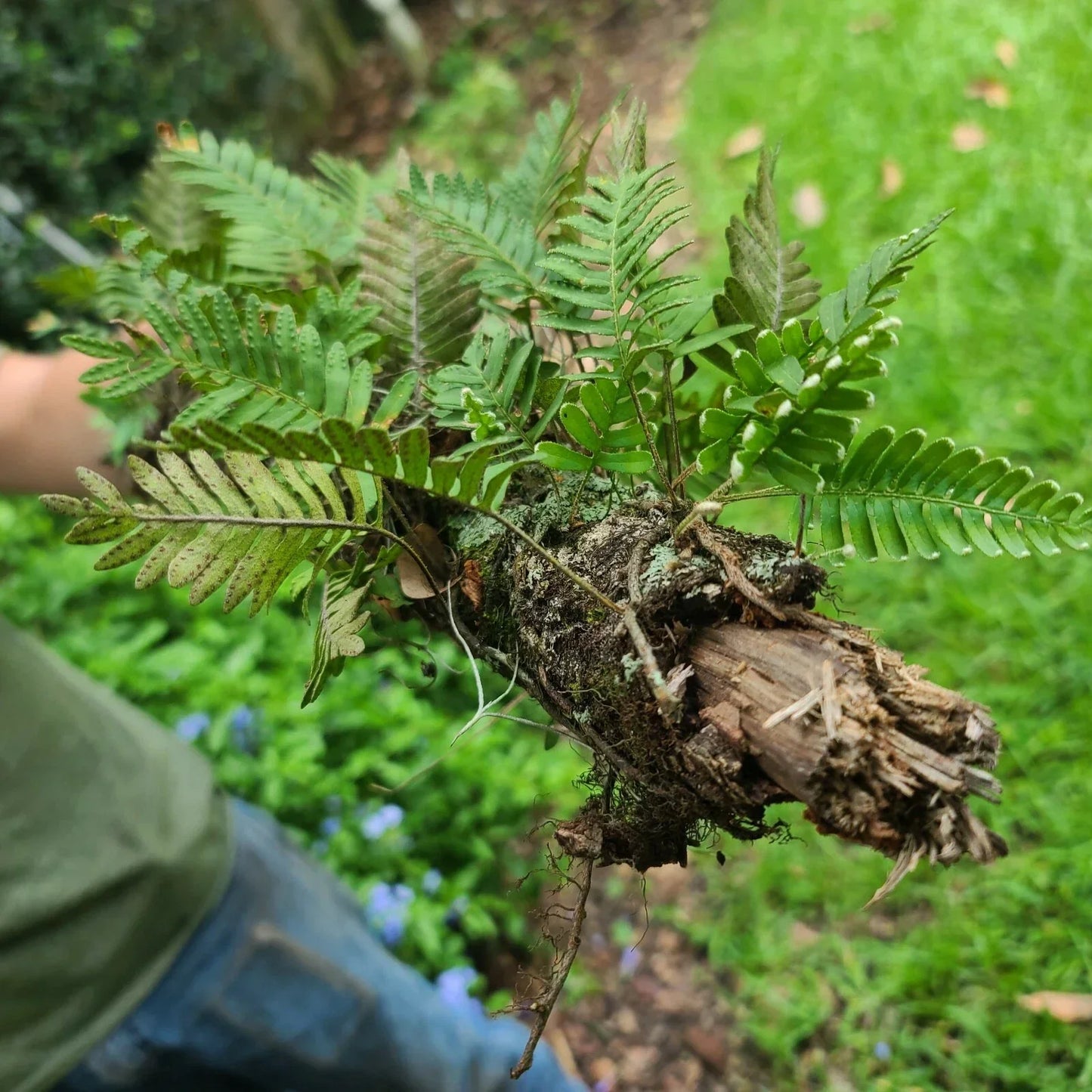 Live Resurrection Fern on Stick Plant Terrarium 12" | Polypodium polypodioides