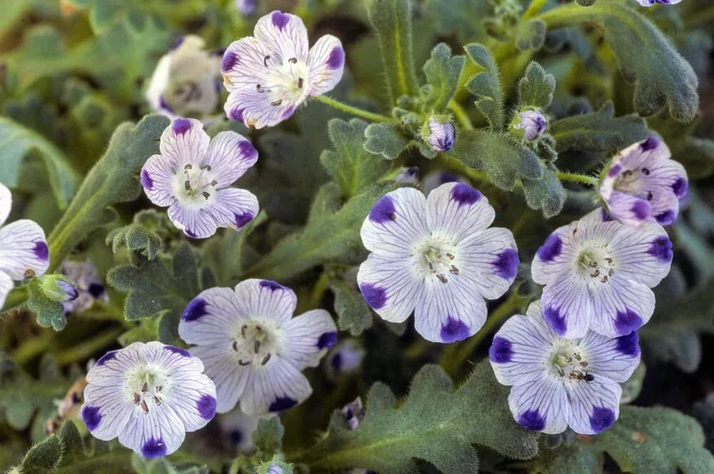 Five Spot Flower Seeds - 500 Nemophila Maculata Seeds for Garden Borders & Containers
