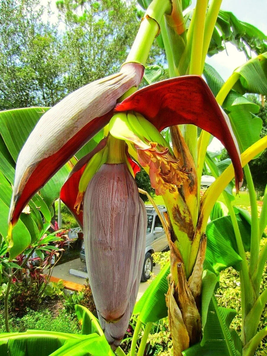 Banana Tree Live Plant - Musa acuminata - Tropical Fruit, Indoor/Outdoor, Clumping, Green Foliage