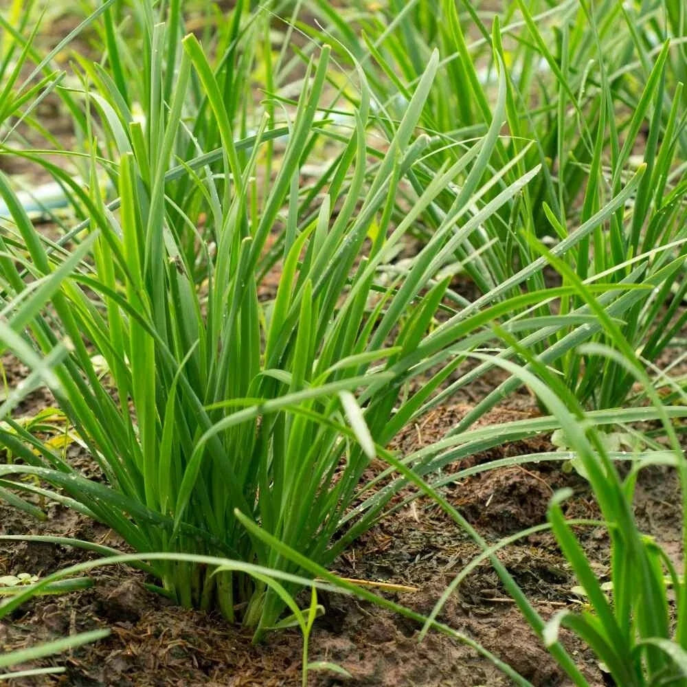Garlic Chive Seeds 100 Count Organic Heirloom Culinary Herb Allium tuberosum for Cooking & Garden