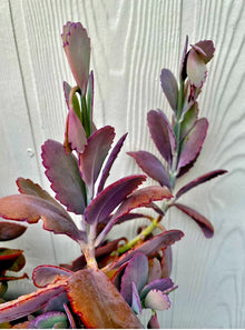 Kalanchoe Fedtschenkoi Cutting - Lavender Scallops Succulent - Live Plant for Indoor & Outdoor Gardening