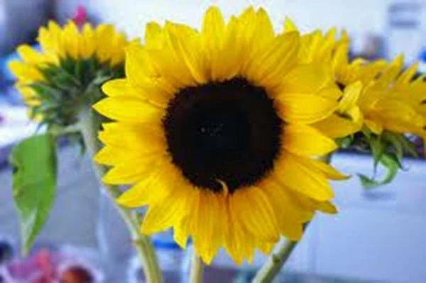Mammoth Grey Stripe Sunflower Seeds - Helianthus annuus, 25+ Newly Harvested Seeds for Tall Garden Displays