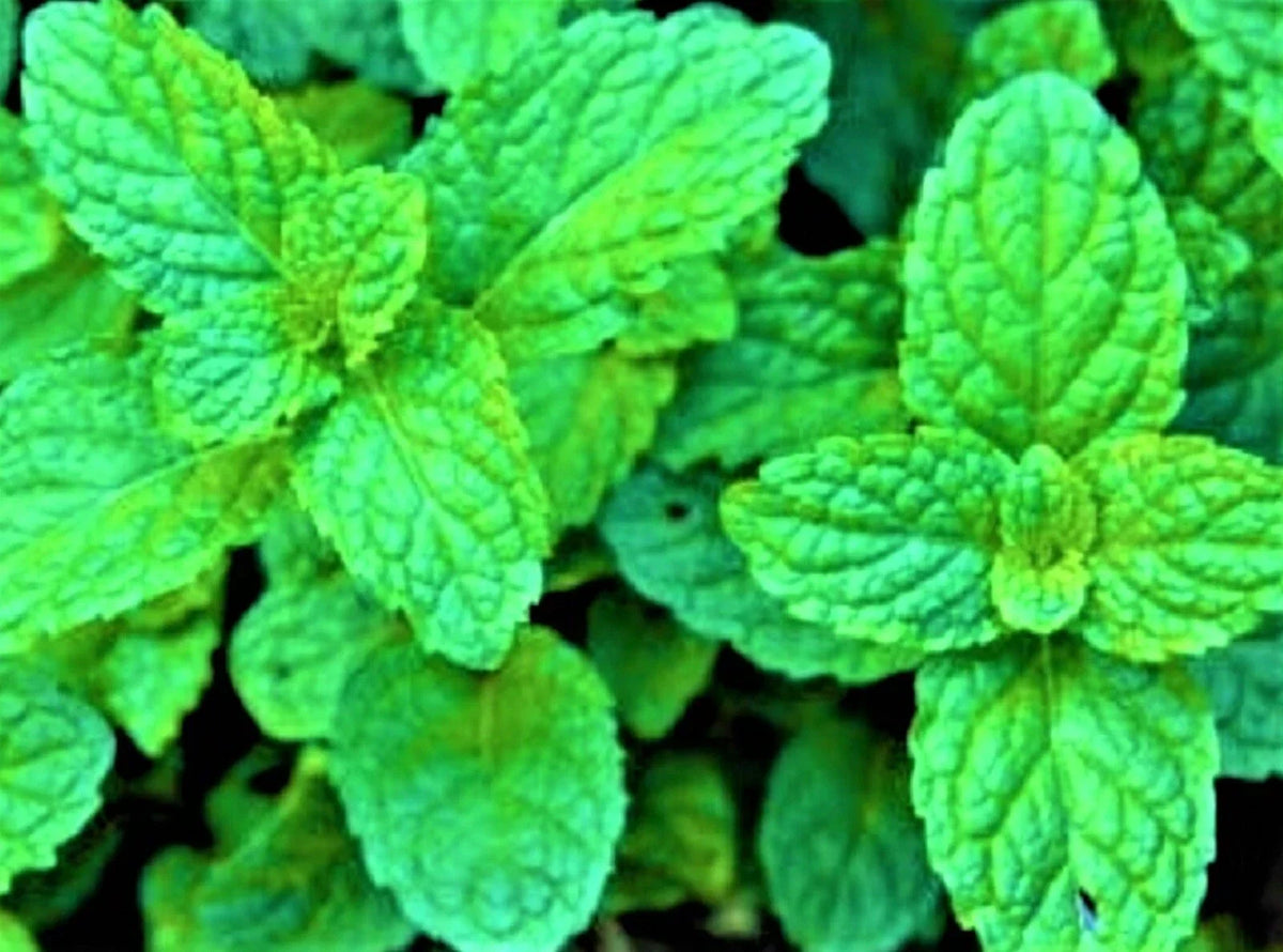 Lemon Balm Seeds Non-GMO 100+ Melissa officinalis Herb Seeds for Culinary & Garden Use
