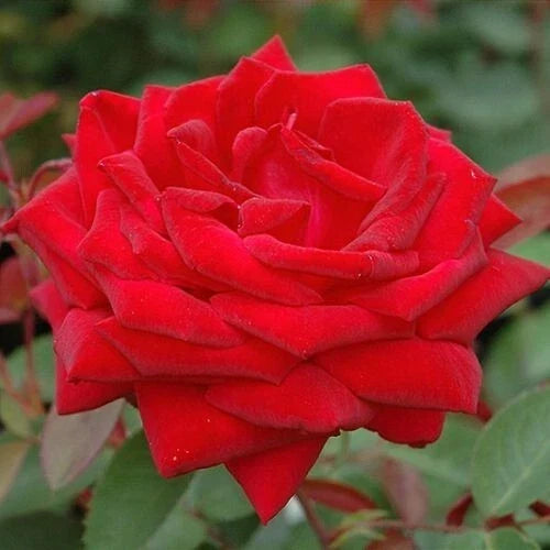 Kashmir Rose Plant Cuttings - 4 Live Flower Cuttings - Vibrant Red Blooms - Rosa spp.