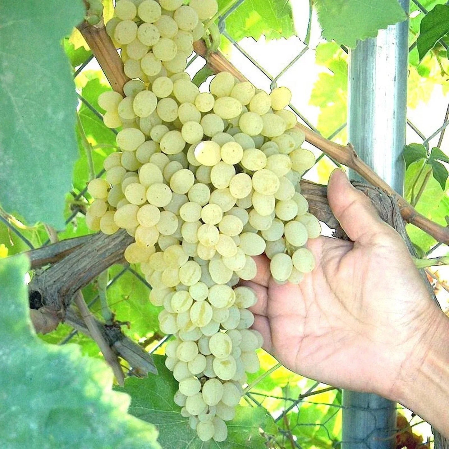 Thompson Grape Vine Cuttings – Green Seedless Table Grapes for Raisin Making – Vitis vinifera, Pack of 4