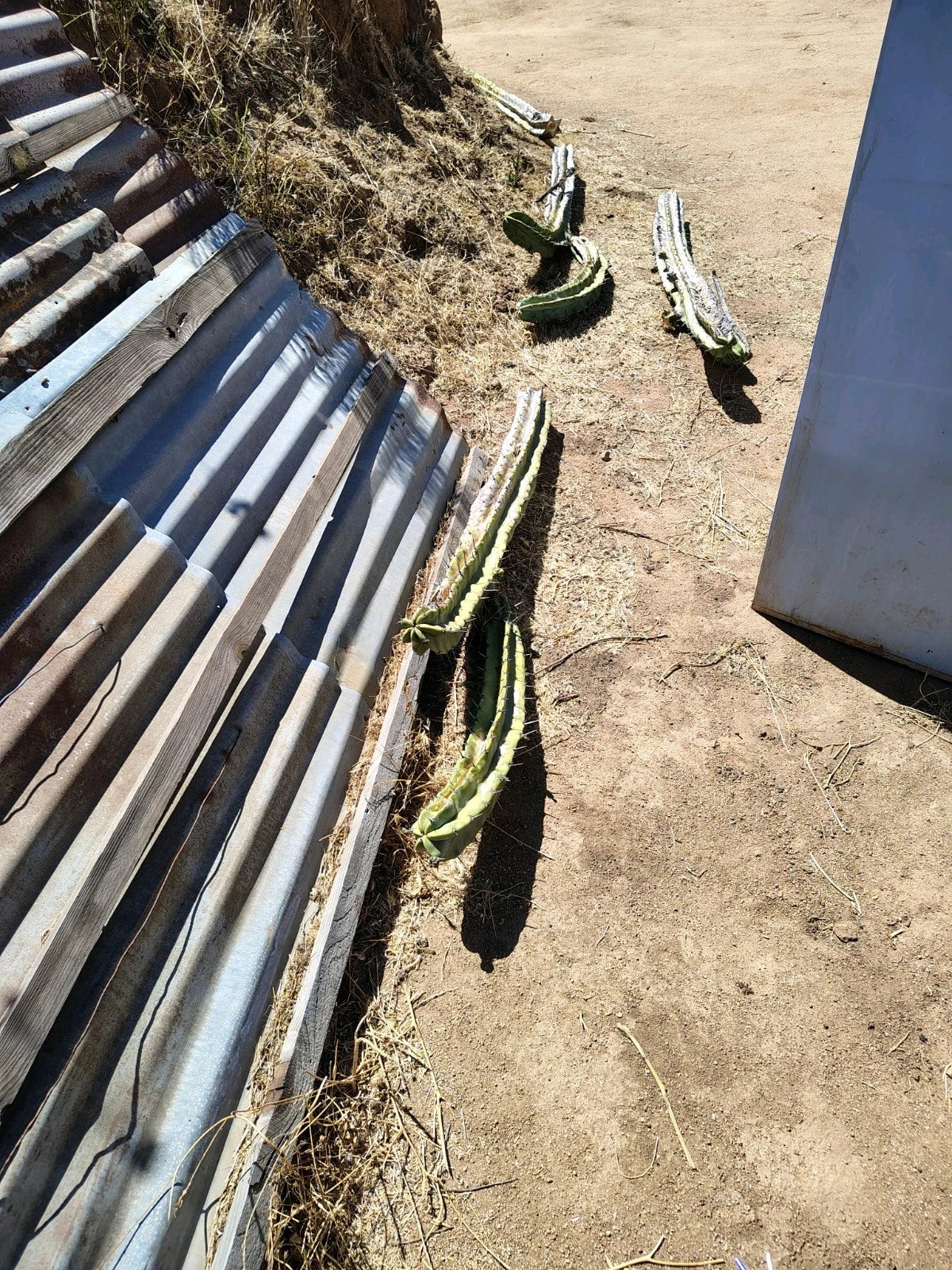 Giant Cactus Cuttings - Carnegiea gigantea - Indoor Outdoor Drought-Resistant Succulent Plants