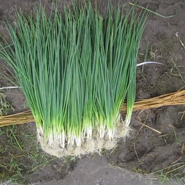 White Lisbon Bunching Onion Seeds, Allium fistulosum, Heirloom, Non-GMO, Scallions, Clumping, Vegetable Seeds