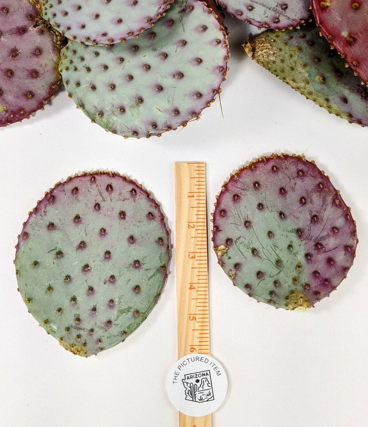 Santa Rita Purple Prickly Pear Cactus 3 Pack - 5-6 Inch Opuntia violacea, Drought-Tolerant, Indoor & Outdoor Cacti