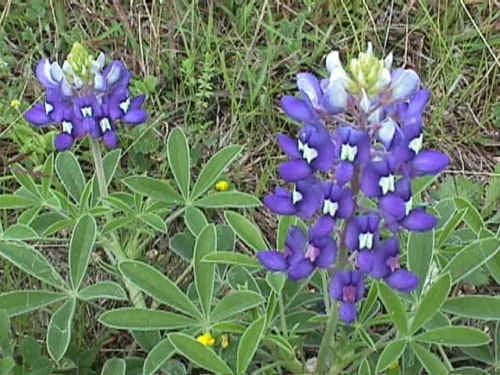 Texas Bluebonnet Seeds - 45 Pack Lupinus texensis Wildflower for Gardens & Landscaping