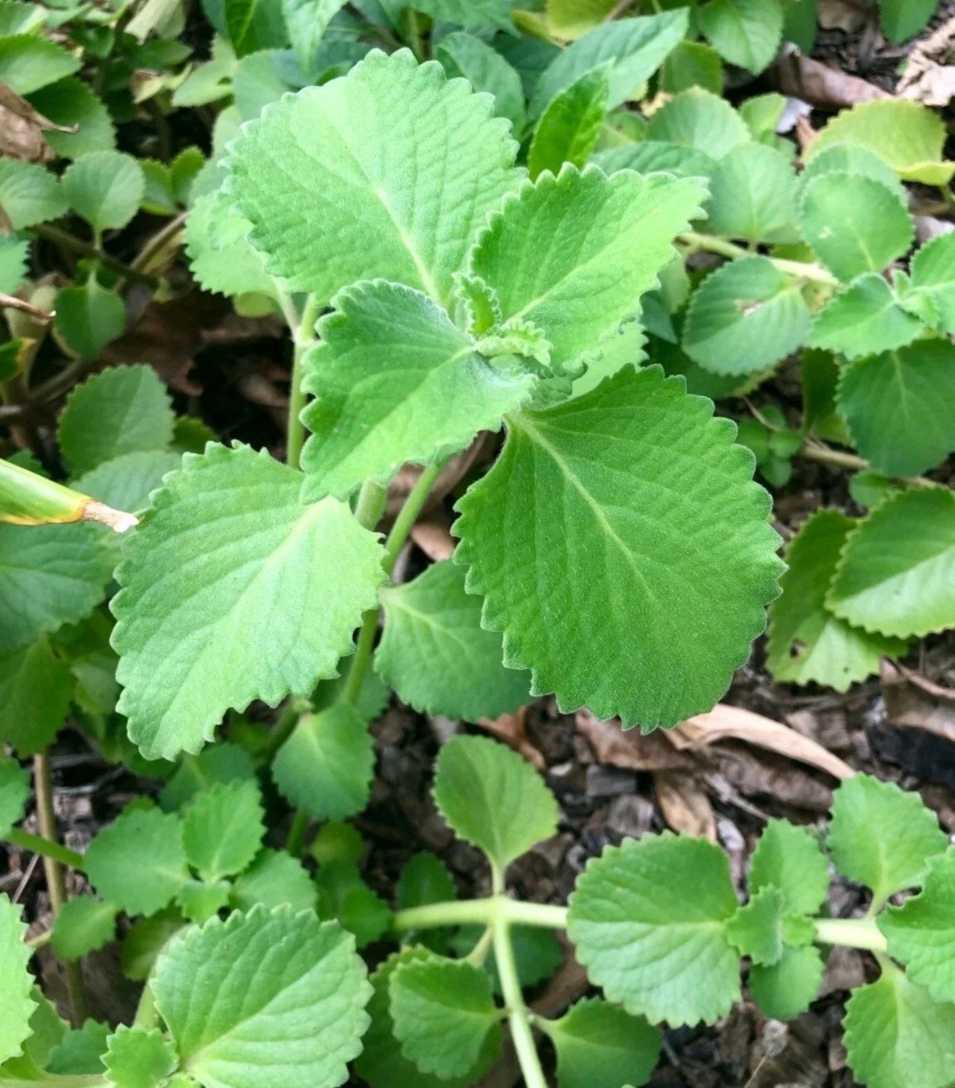 Cuban Oregano Cuttings - 8 Unrooted Stems - Mexican Mint - Coleus amboinicus - Culinary Herb for Gardening