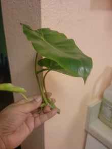 Burle Marx Philodendron Cuttings - Tropical Plant Clippings - Easy Care Indoor Greenery - Philodendron 'Burle Marx'