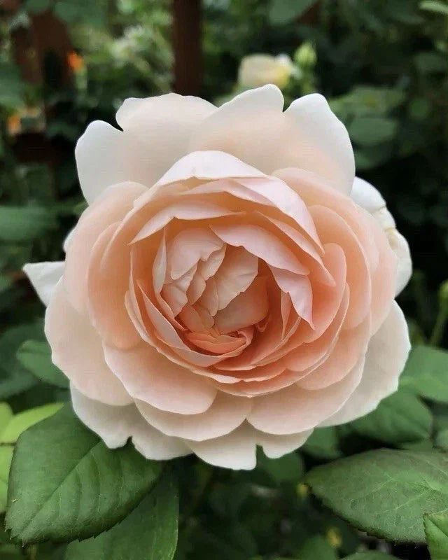 Auswonder Rose Plant Cuttings - 3 Unrooted Rosa 'Auswonder' Fresh 6" Cuttings for Propagation
