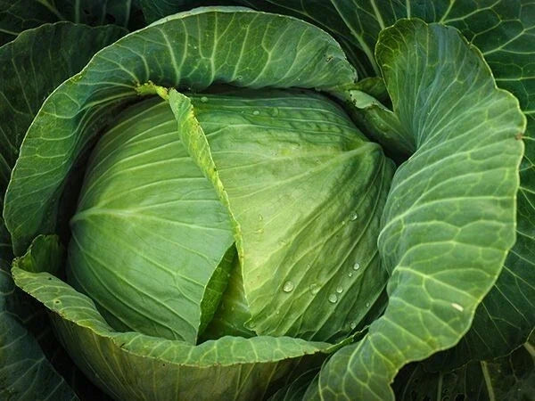 Cabbage Seeds - 1000+ Heirloom Brunswick - Non-GMO Organic Brassica oleracea Vegetable Seed Packet