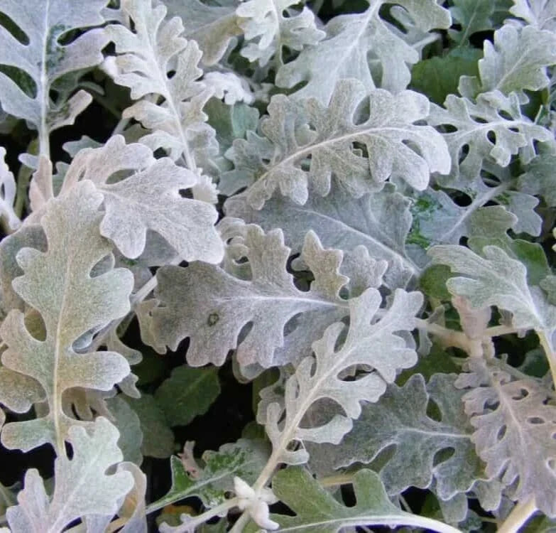 Dusty Miller Seeds - 100 Seeds - Silver Foliage - Senecio Cineraria for Gardens, Borders, Containers