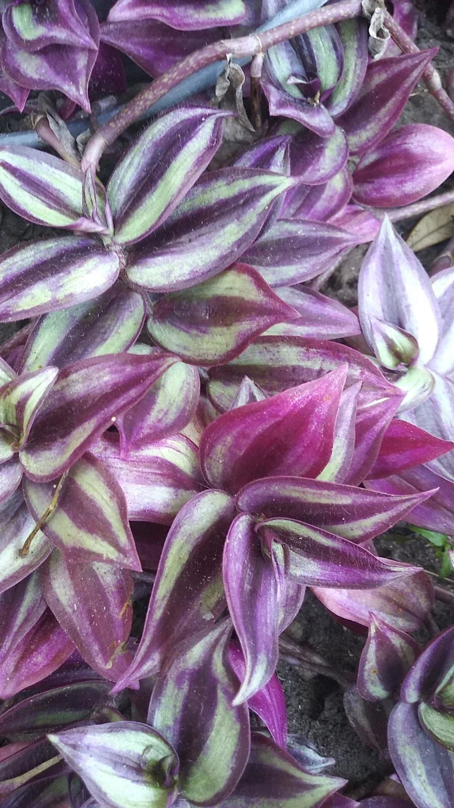 Organic Wandering Jew Cuttings - 6-inch Pink Purple Green Variegated Tradescantia zebrina Rooted Houseplant