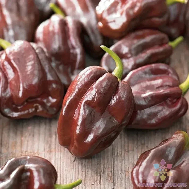 Chocolate Habanero Hot Pepper Seeds - 25+ Pack - Capsicum chinense - Heirloom Variety