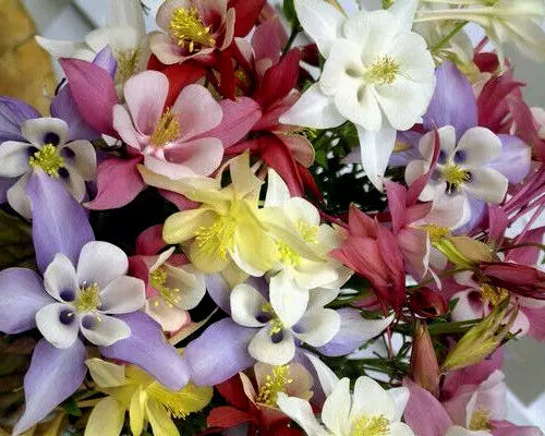 Columbine Seeds Mix - 401 Aquilegia Seeds in Various Colors & Varieties