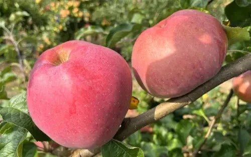 Wolf River Apple Seeds - 25+ Heirloom Seeds for Garden Planting - Malus domestica - USA