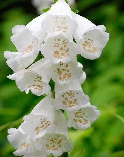 Foxglove Seeds 50 Pack - Digitalis purpurea Foxy White Variety for Shade Gardens