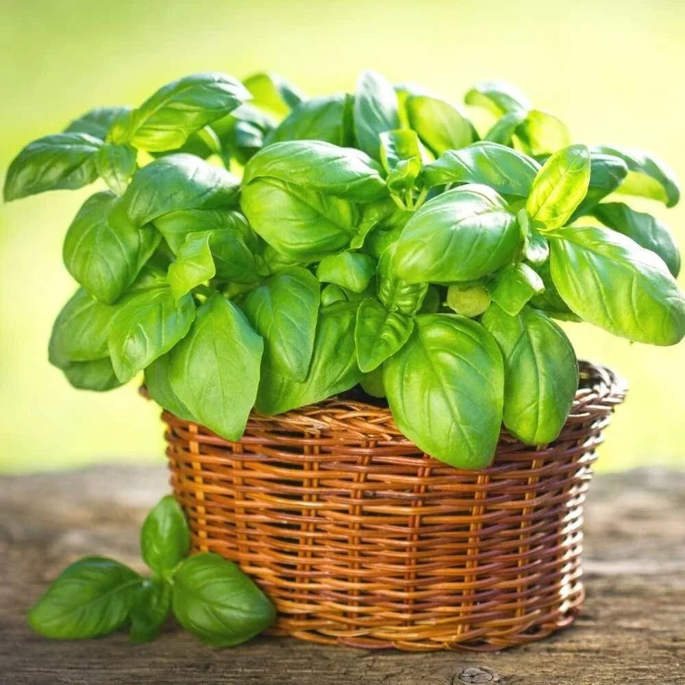 Italian Basil Live Plant – 2 Plants in Pot – Aromatic, Easy to Grow, Ocimum basilicum