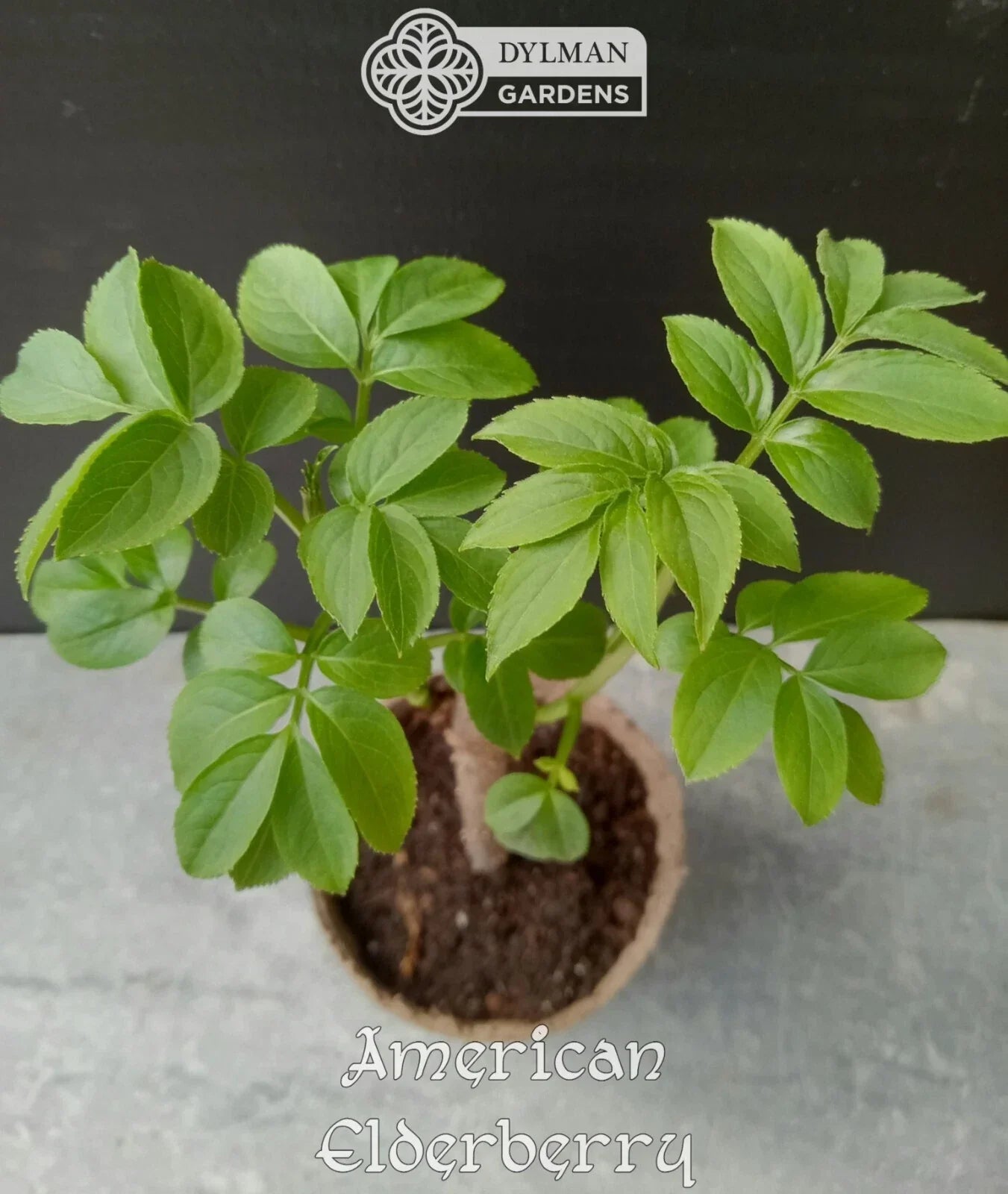 American Elderberry Plants - 6-8 Inches - Sambucus canadensis - Live Dormant Shrubs for Gardens & Landscaping