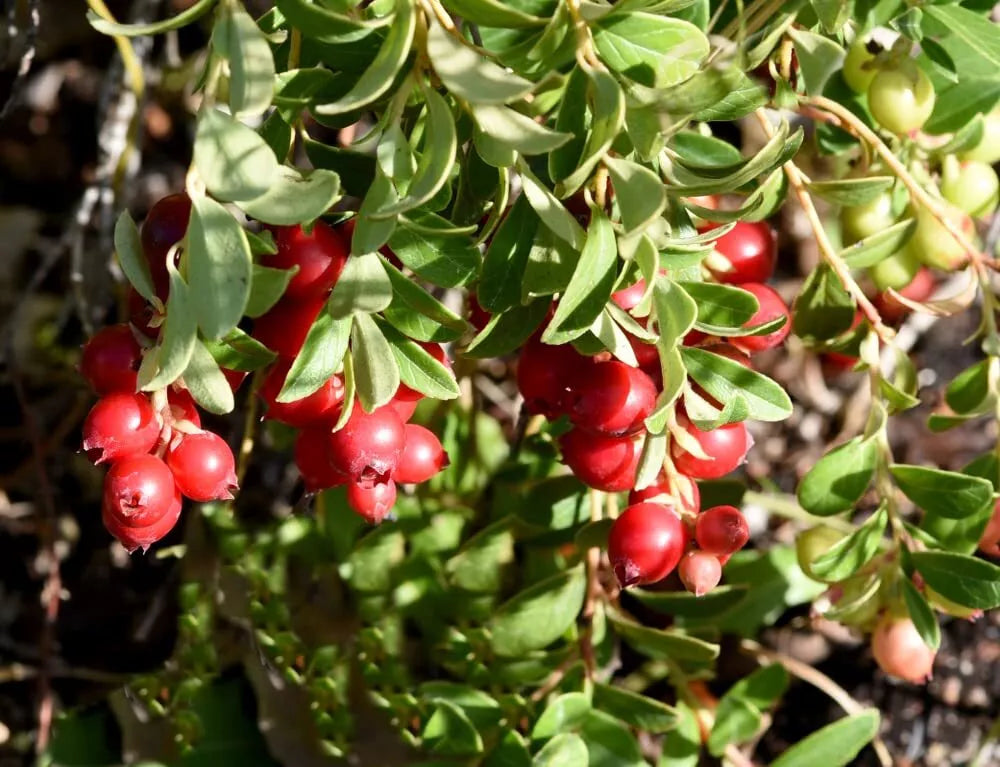 American Cranberry Bush Seeds - 100 Count - Vaccinium macrocarpon for Planting