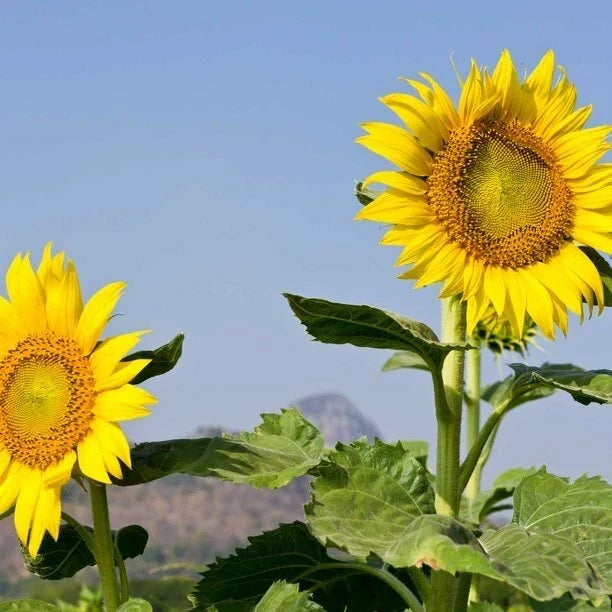 Mammoth Grey Stripe Sunflower Seeds 25 Pack - Helianthus annuus Heirloom Annual Flower Seeds