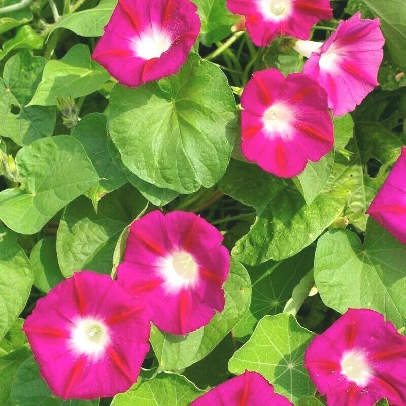 Red Morning Glory Flower Seeds - 40+ Pack - Ipomoea coccinea Climbing Vine