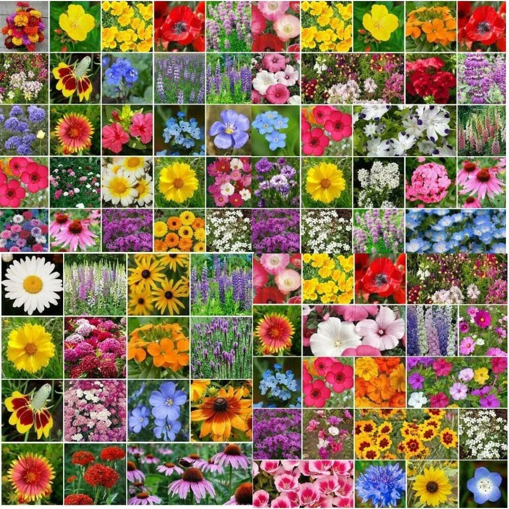 Wildflower Mix Bulk Seeds - Native, Non-GMO, Pollinator-Friendly, Landscape, 5000 Seeds
