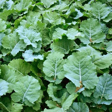 Dwarf Essex Rape Seeds 500 Open-Pollinated Brassica napus Cover Crop Forage Livestock Feed