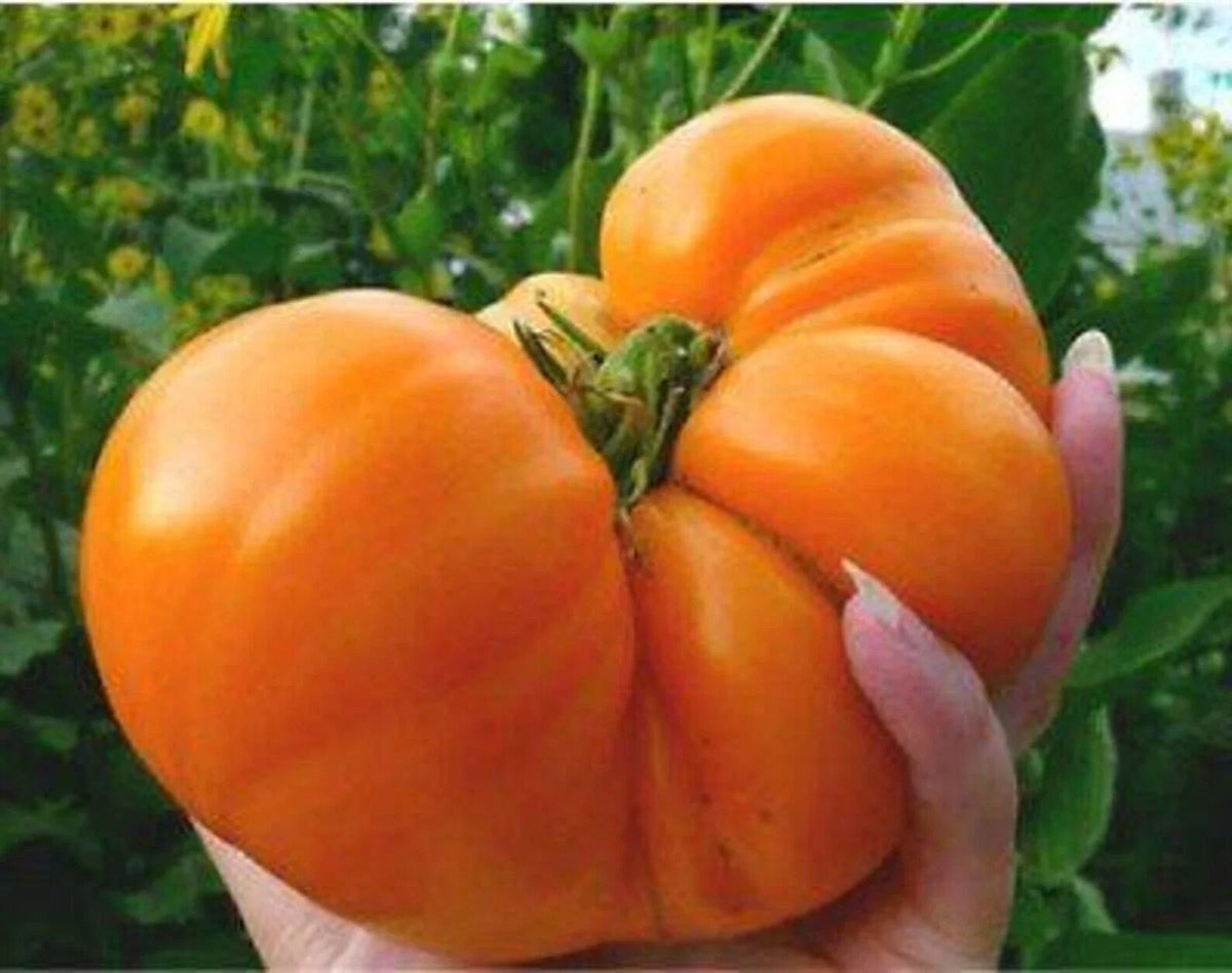 Amana Orange Tomato Seeds - Heirloom Organic Non-GMO, Solanum lycopersicum, Rare Orange Tomato, Juicy, Sweet, Heirloom Variety